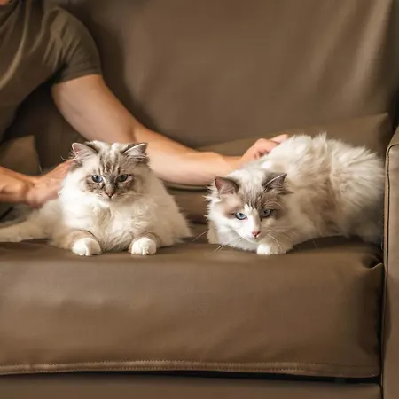 Boutique Venecia فندق